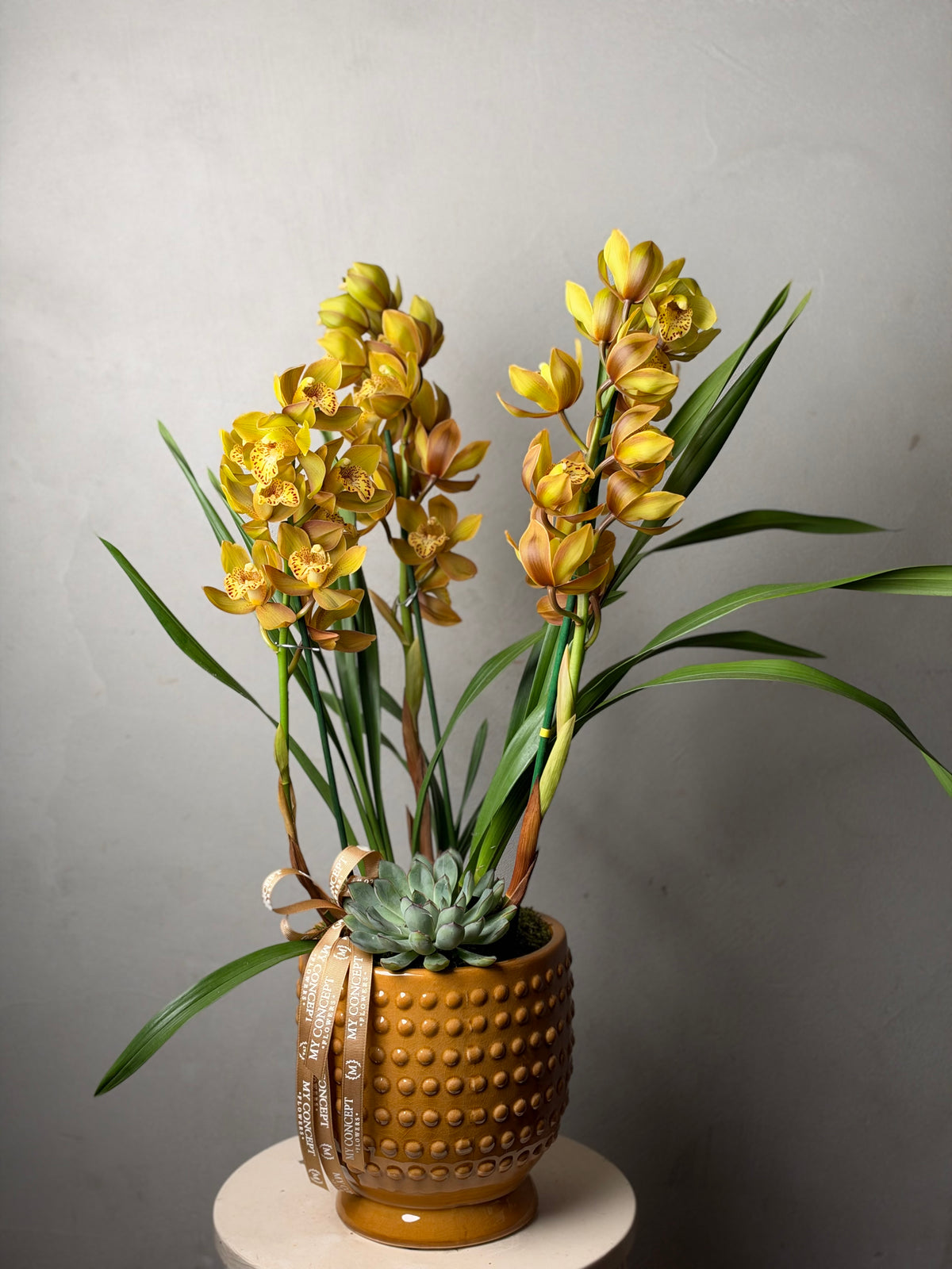 Cybidium Orkide