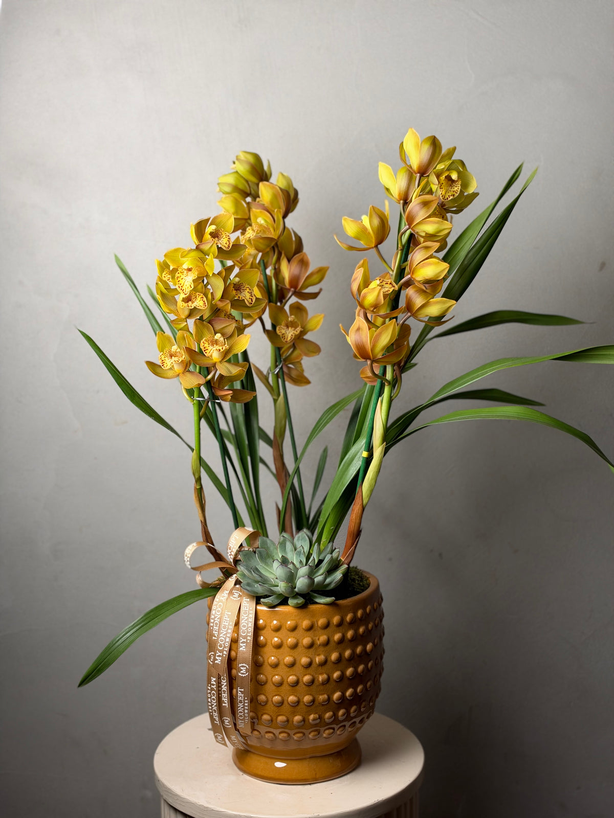 Cybidium Orkide