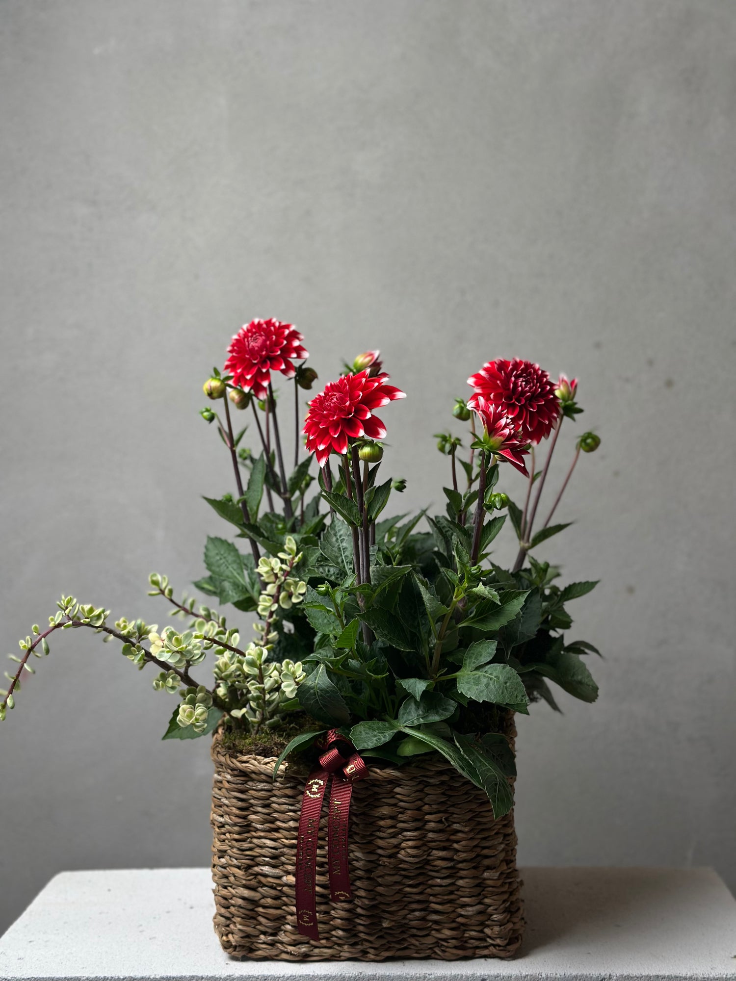 Dahlia