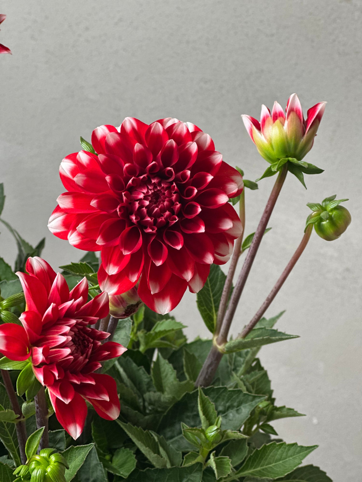 Dahlia