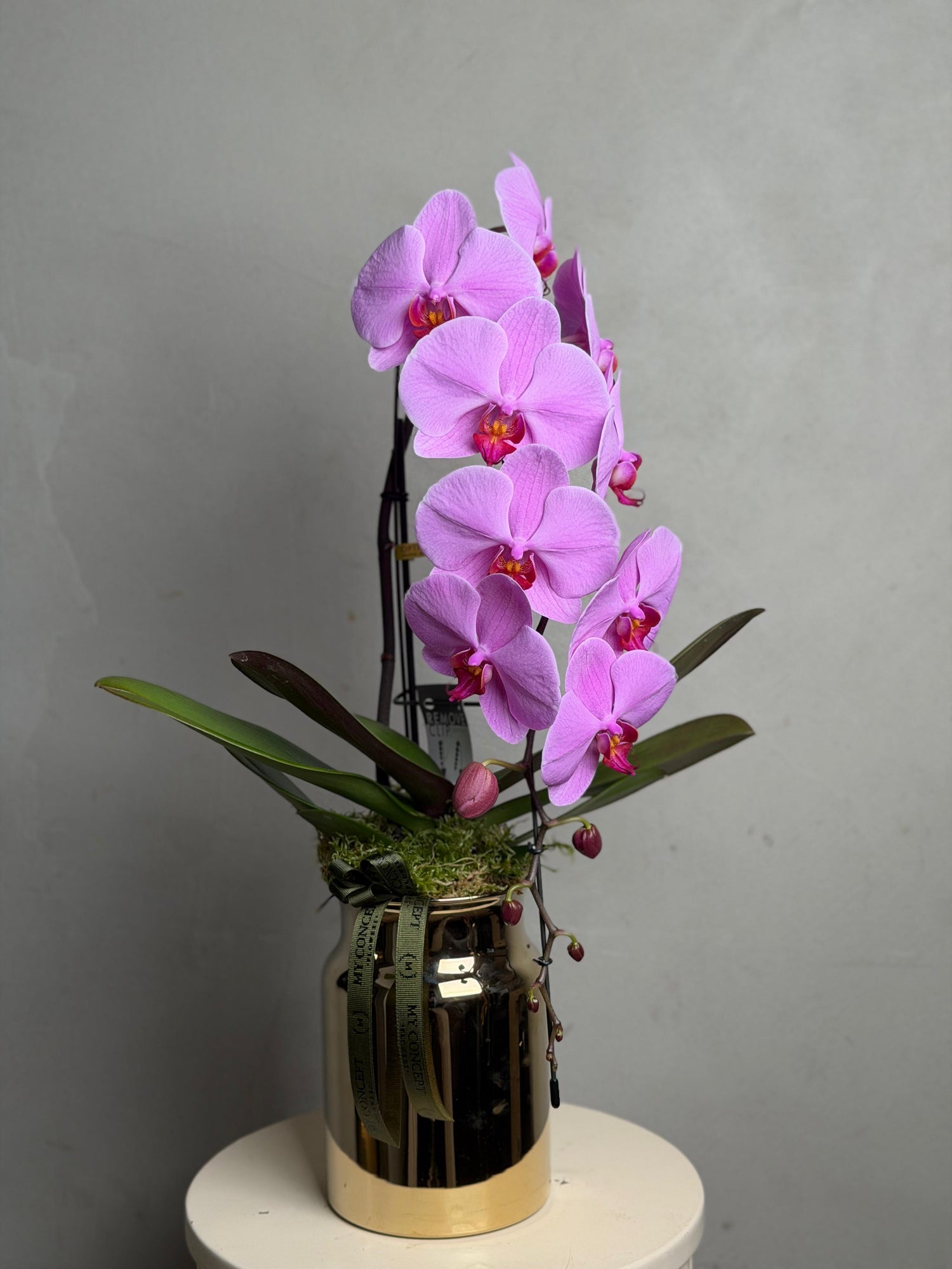 Pembe formidable Orkide